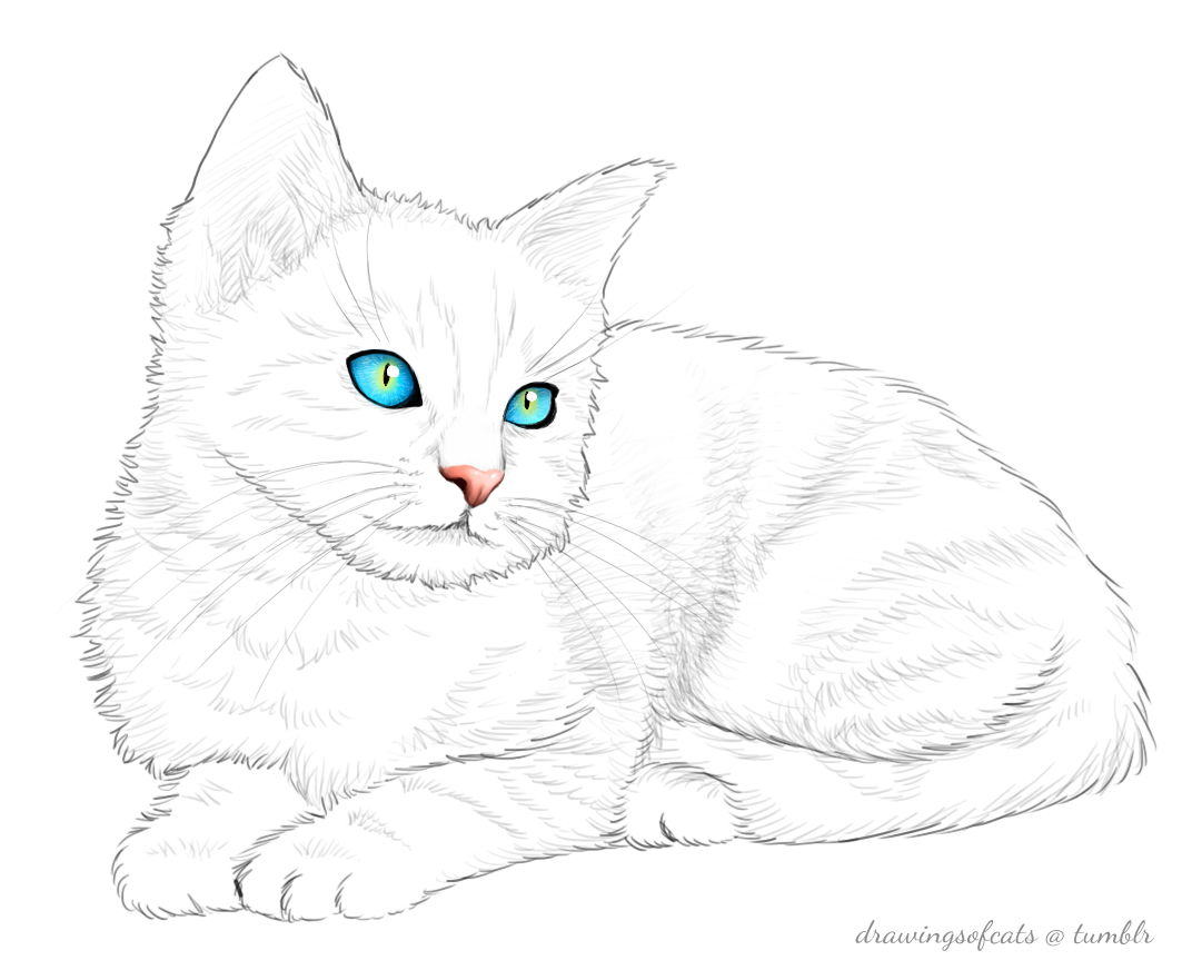 1063x881 drawings of cats drawings of cats - Kitty Cat Drawing