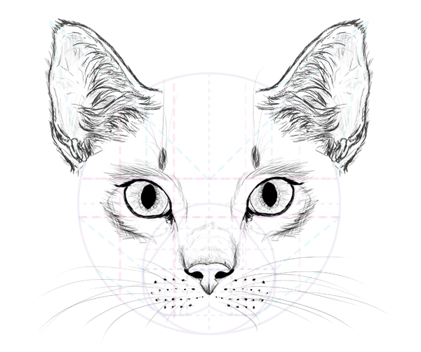 600x502 How To Draw Animals Cats And Their Anatomy - Kitty Face Drawing