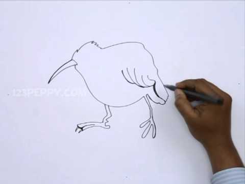 480x360 How To Draw A Kiwi Bird - Kiwi Bird Drawing