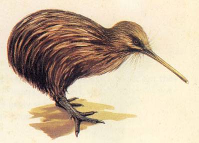 398x287 Kiwi Bird Drawing - Kiwi Bird Drawing