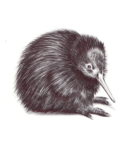 Kiwi Bird Drawing at PaintingValley.com | Explore collection of Kiwi