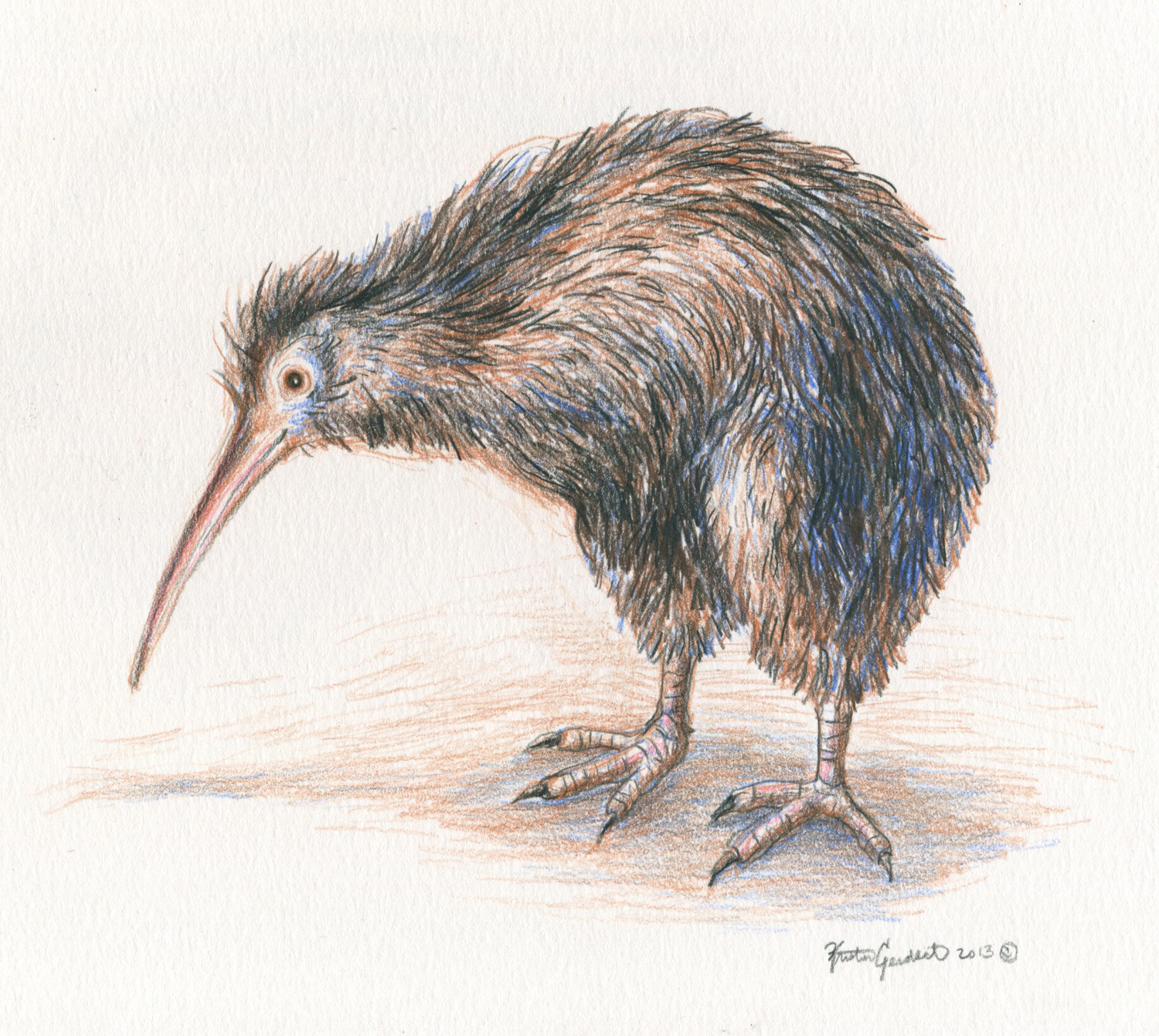 1500x1341 Colored Pencil Drawing Of A Kiwi Bird Kristingjerdset - Kiwi Bird Drawing