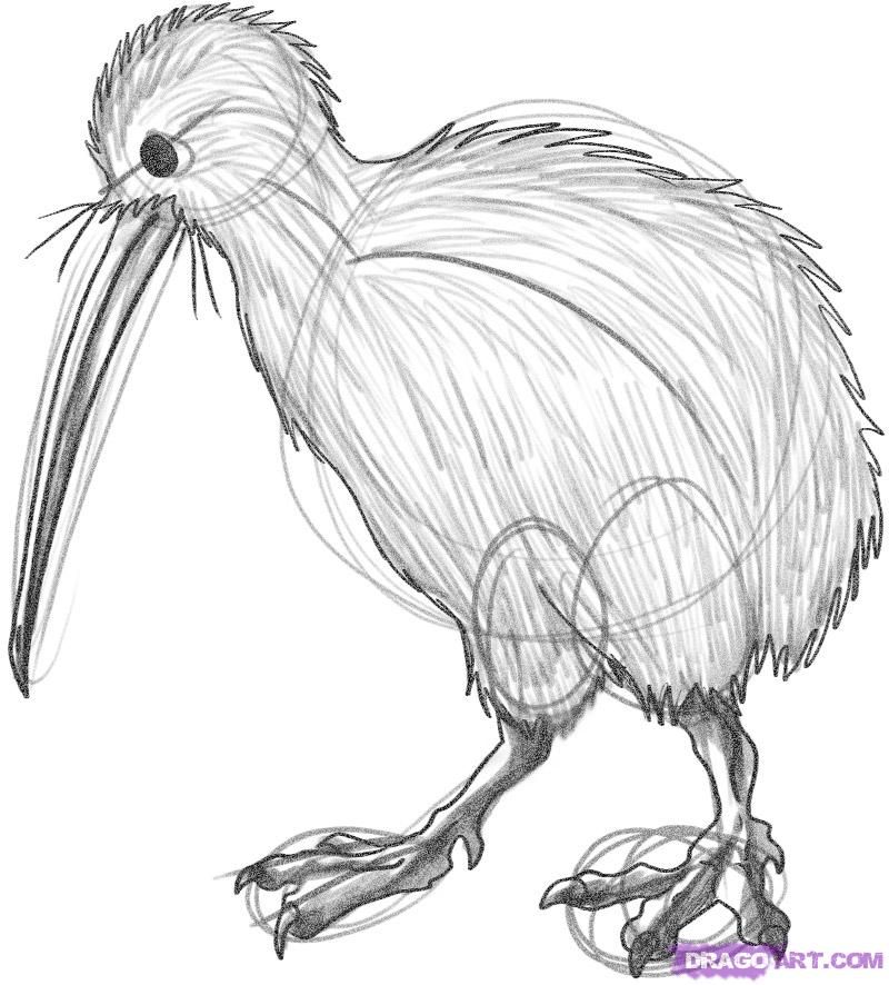 800x886 How To Draw A Kiwi How To Draw Kiwi Bird, Kiwi, Bird Line Drawing - Kiwi Bird Drawing