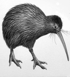 236x259 Kiwi Birds Sketch Simple Kiwi Bird Drawing Kiwi Kiwi Bird - Kiwi Bird Drawing