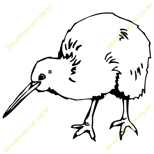 500x500 Line Drawings Of Kiwi Similar Galleries Kiwi Bird Drawing - Kiwi Bird Drawing