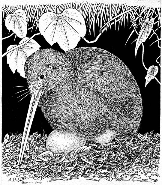 Kiwi Bird Drawing at Explore collection of Kiwi