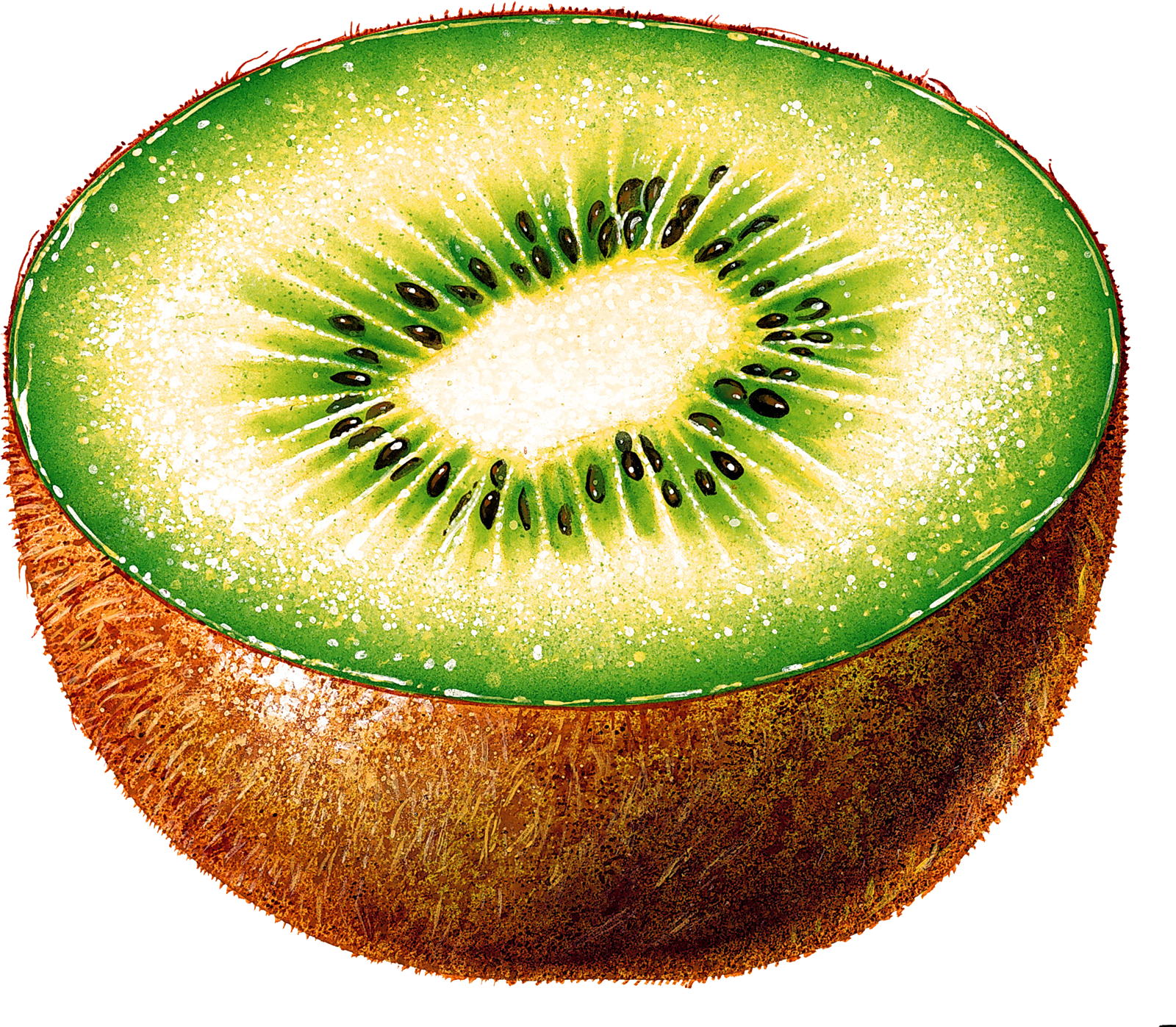 1600x1397 kiwi drawing png image - Kiwi Drawing