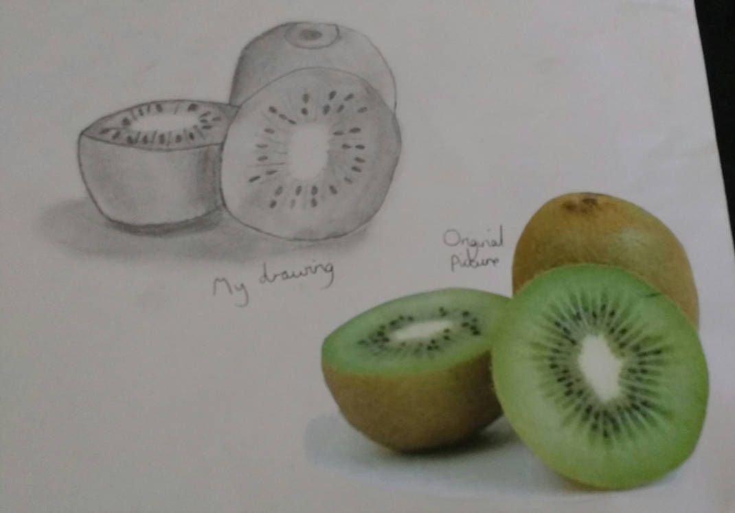 1070x747 kiwi drawing - Kiwi Drawing