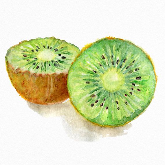 570x570 kiwi fruit watercolor art print food home decor kitchen - Kiwi Drawing