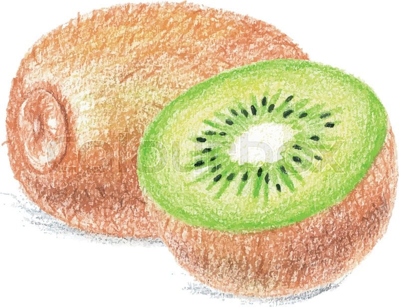 800x616 kiwi drawing - Kiwi Drawing