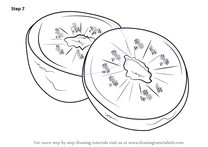 844x598 learn how to draw kiwi fruit - Kiwi Drawing