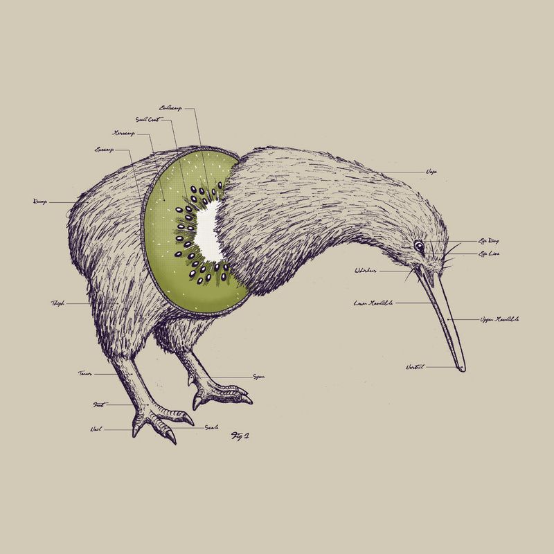 800x800 the anatomy of a kiwi - Kiwi Drawing