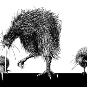 300x300 w kiwi drawing backyard kiwi - Kiwi Drawing