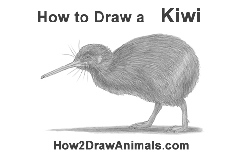 500x315 how to draw a kiwi bird - Kiwi Drawing