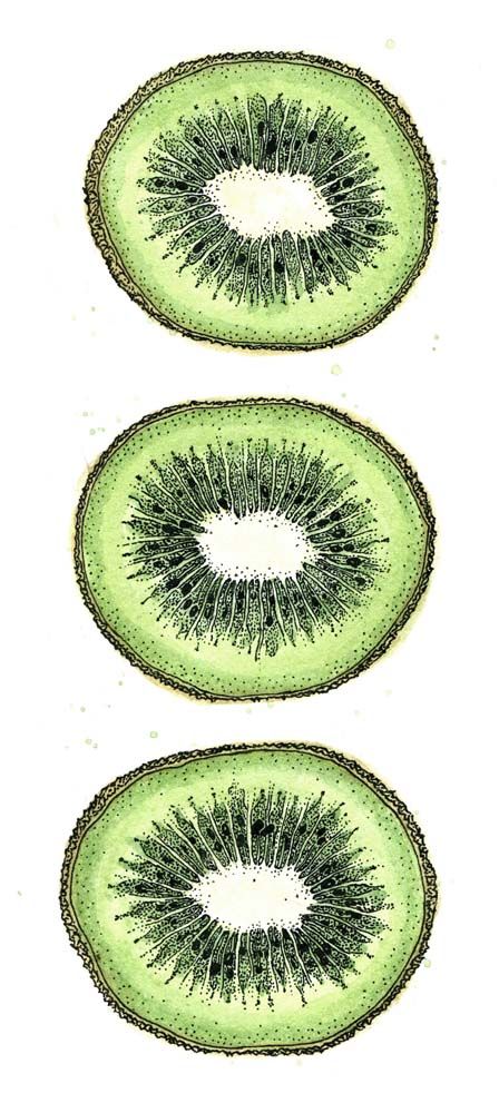 448x1000 Kiwifruit Drawing, Ink And Watercolour Illustrations - Kiwi Fruit Drawing