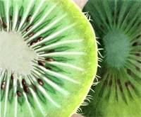 200x165 Stunning Kiwi Fruit Drawings And Illustrations For Sale On Fine - Kiwi Fruit Drawing