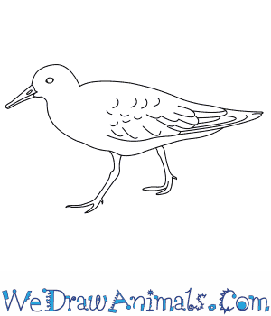 300x350 How To Draw A Red Knot - Knot Drawing