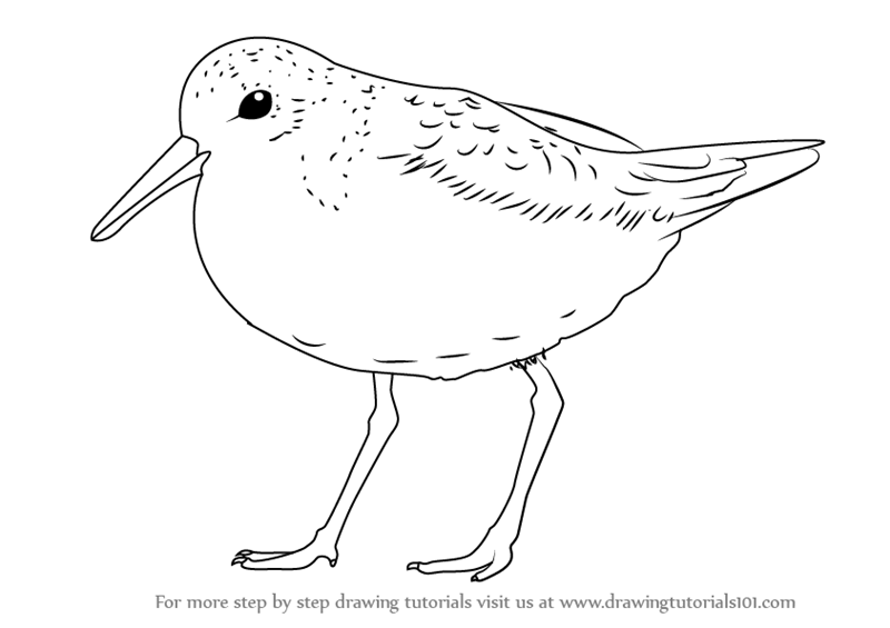 800x565 Learn How To Draw A Red Knot - Knot Drawing