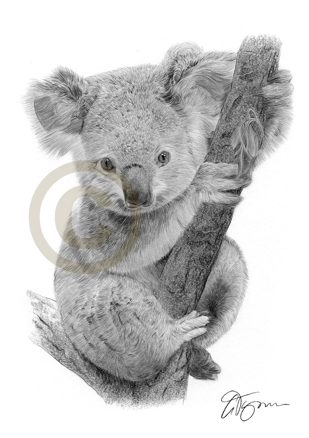 1000x1414 Koala Bear Baby Pencil Drawing Art Print Sizes Artwork - Koala Bear Drawing
