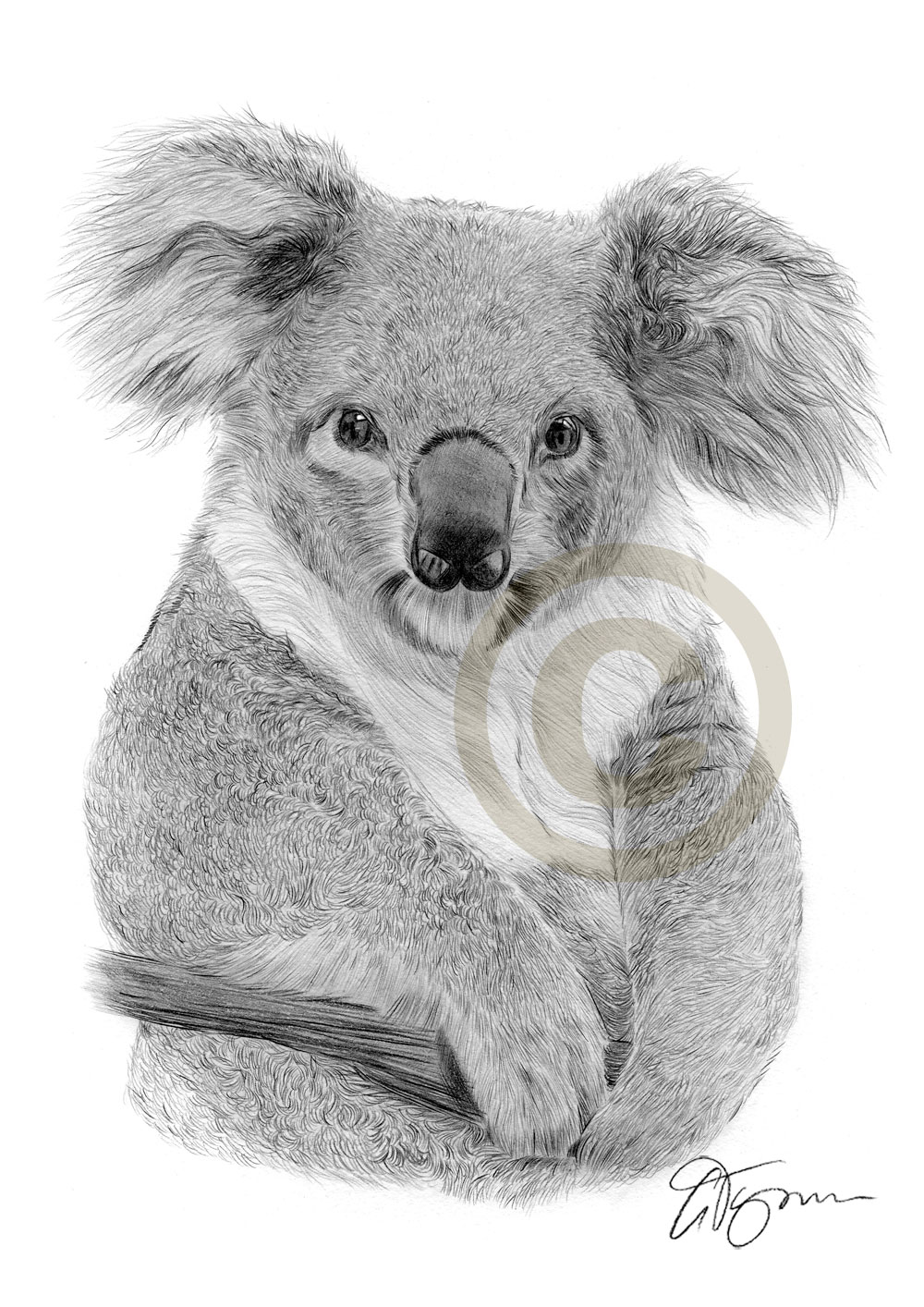 1000x1414 Koala Bear Pencil Drawing Art Print Sizes Signed - Koala Bear Drawing