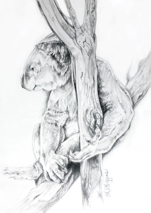 641x900 Koala Bear Drawing - Koala Bear Drawing