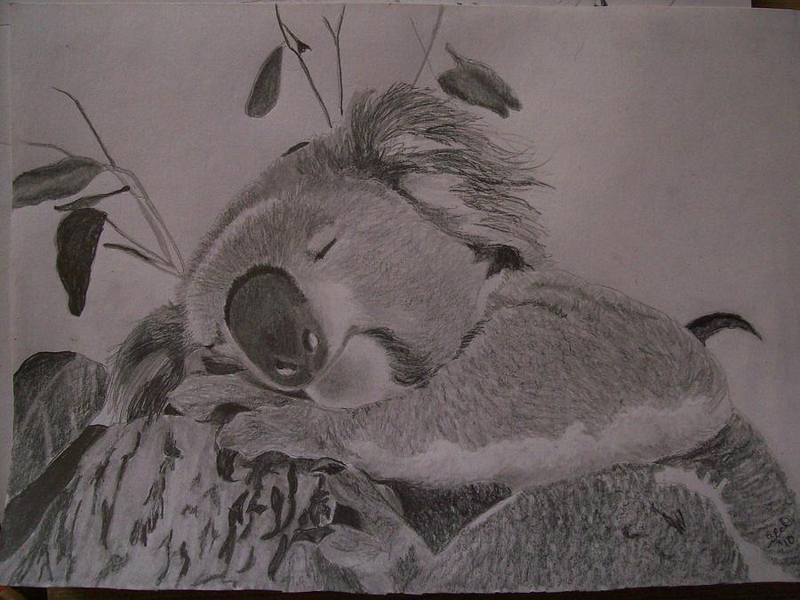 900x675 Koala Bear Sleeping Original Pencil Sketch - Koala Bear Drawing