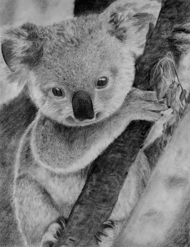 784x1019 Koala Bear - Koala Bear Drawing