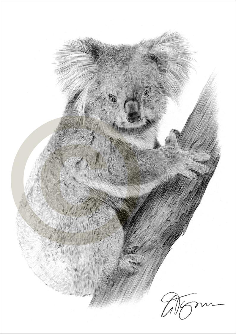 794x1123 Koala Bear Pencil Drawing Print Animal Art Artwork Signed Etsy - Koala Bear Drawing