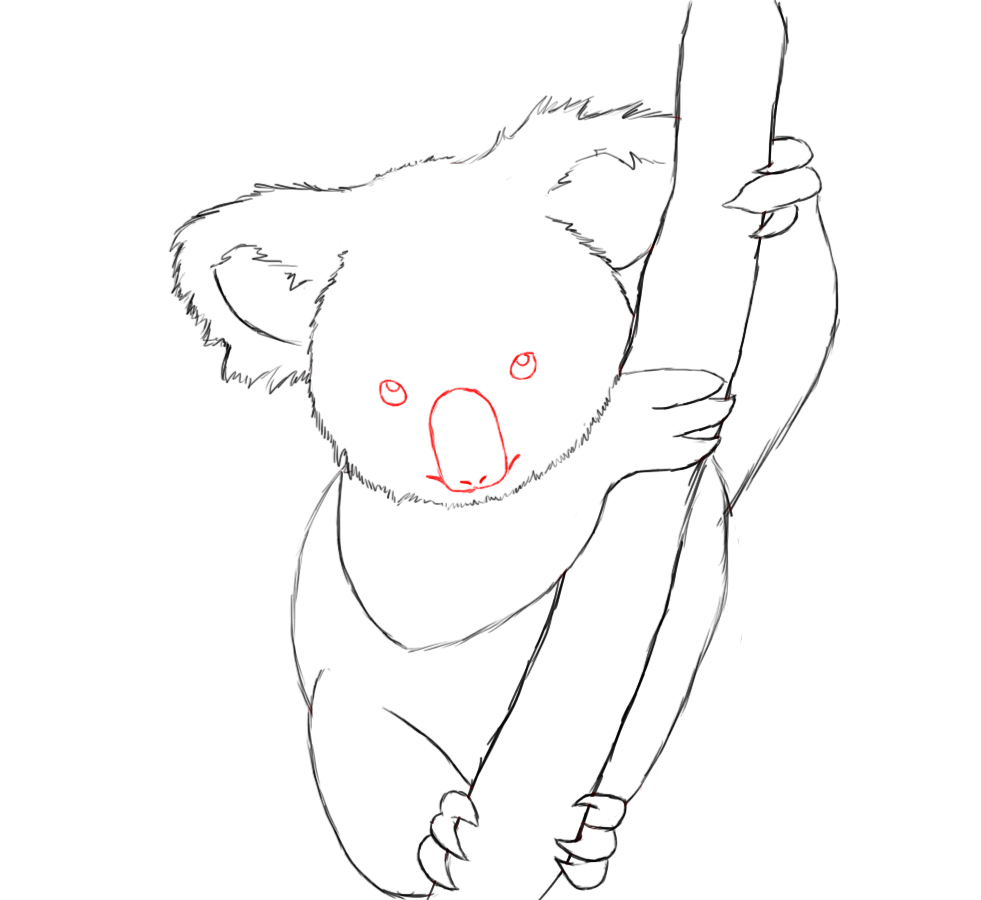 981x900 How To Draw A Koala Easy Step - Koala Bear Drawing