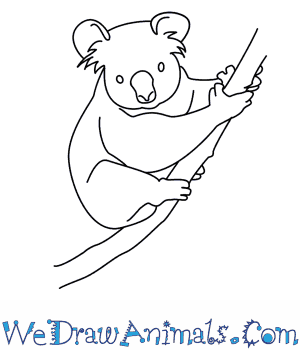 300x350 How To Draw A Koala - Koala Bear Drawing