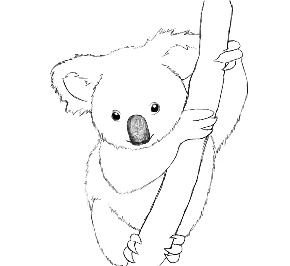 981x900 Koala Cartoon Drawing At Getdrawings Com Free For Personal Use - Koala Cartoon Drawing