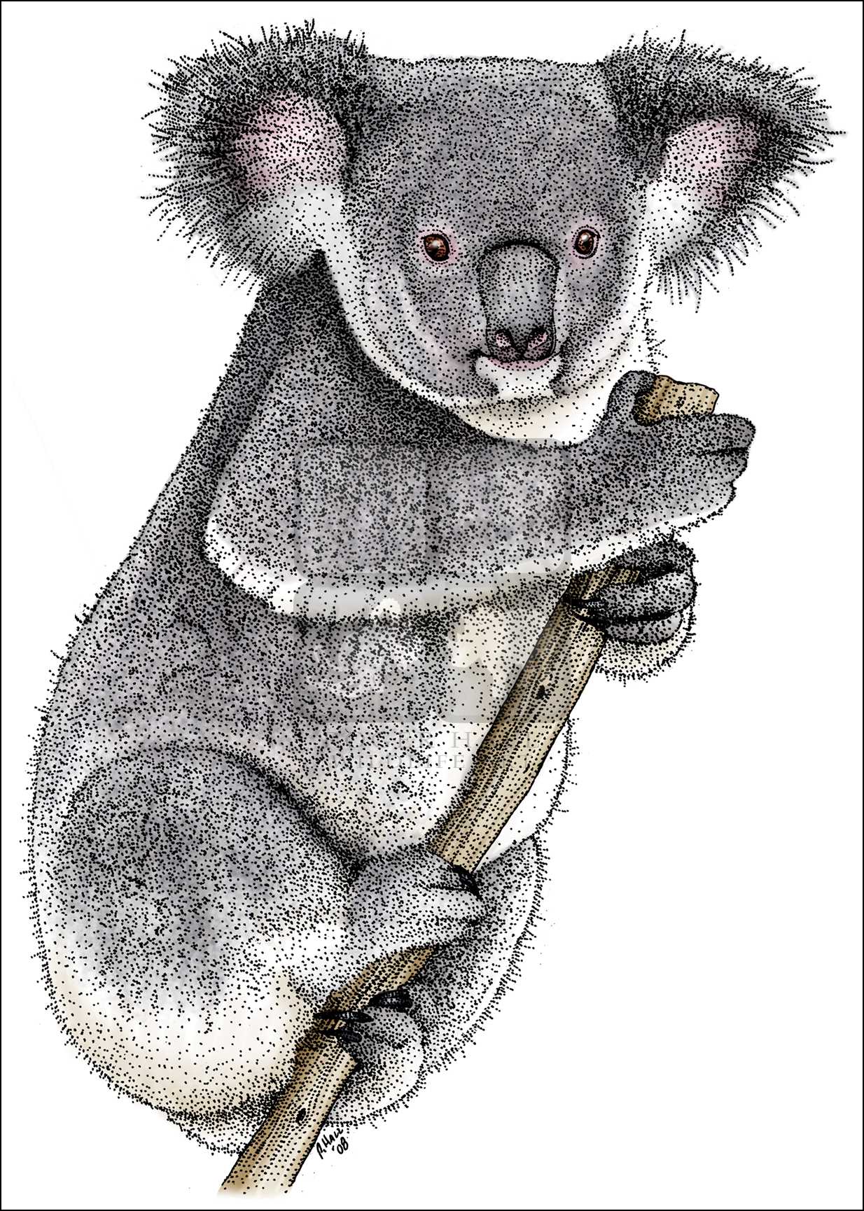 Koala Drawing at Explore collection of Koala Drawing