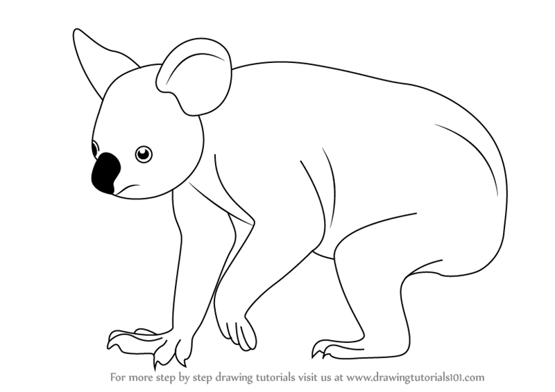 800x566 Learn How To Draw A Koala - Koala Drawing