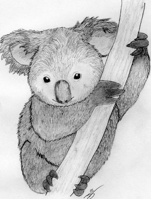 Koala Drawing at PaintingValley.com | Explore collection of Koala Drawing