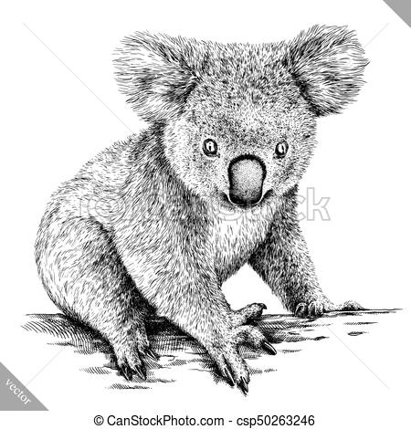 Koala Drawing at PaintingValley.com | Explore collection of Koala Drawing