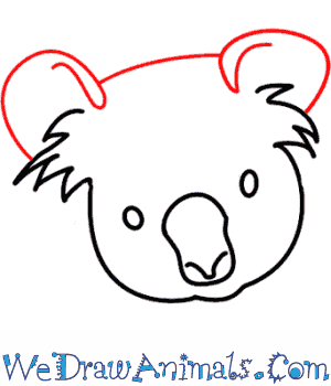 300x350 How To Draw A Koala - Koala Drawing Step By Step