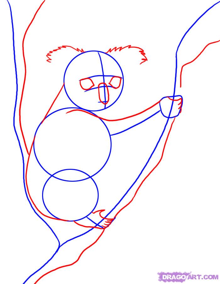 700x905 How To Draw A Koala, Step - Koala Drawing Step By Step