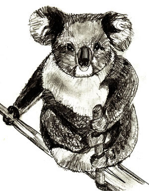 300x384 How To Draw A Koala - Koala Drawing Step By Step