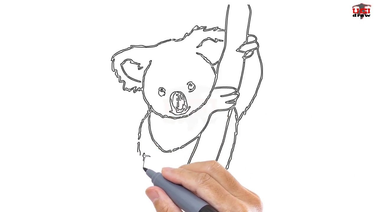 Koala Drawing Step By Step at PaintingValley.com | Explore collection ...