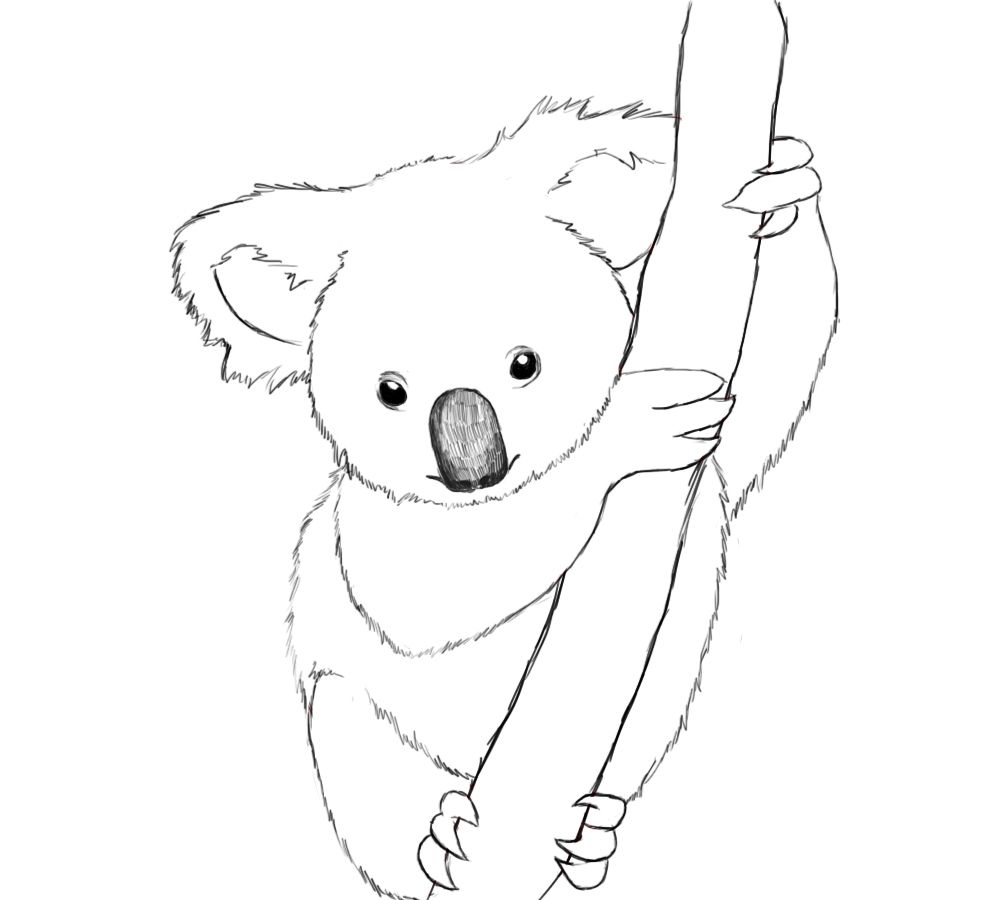 981x900 How To Draw A Koala Easy Step - Koala Line Drawing