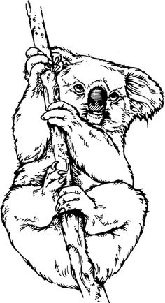236x434 Koala Coloring Pages For Kids Koala Coloring Pages - Koala Line Drawing