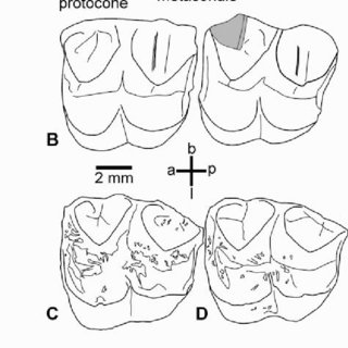 320x320 Line Drawings Of Koala Upper Teeth - Koala Line Drawing