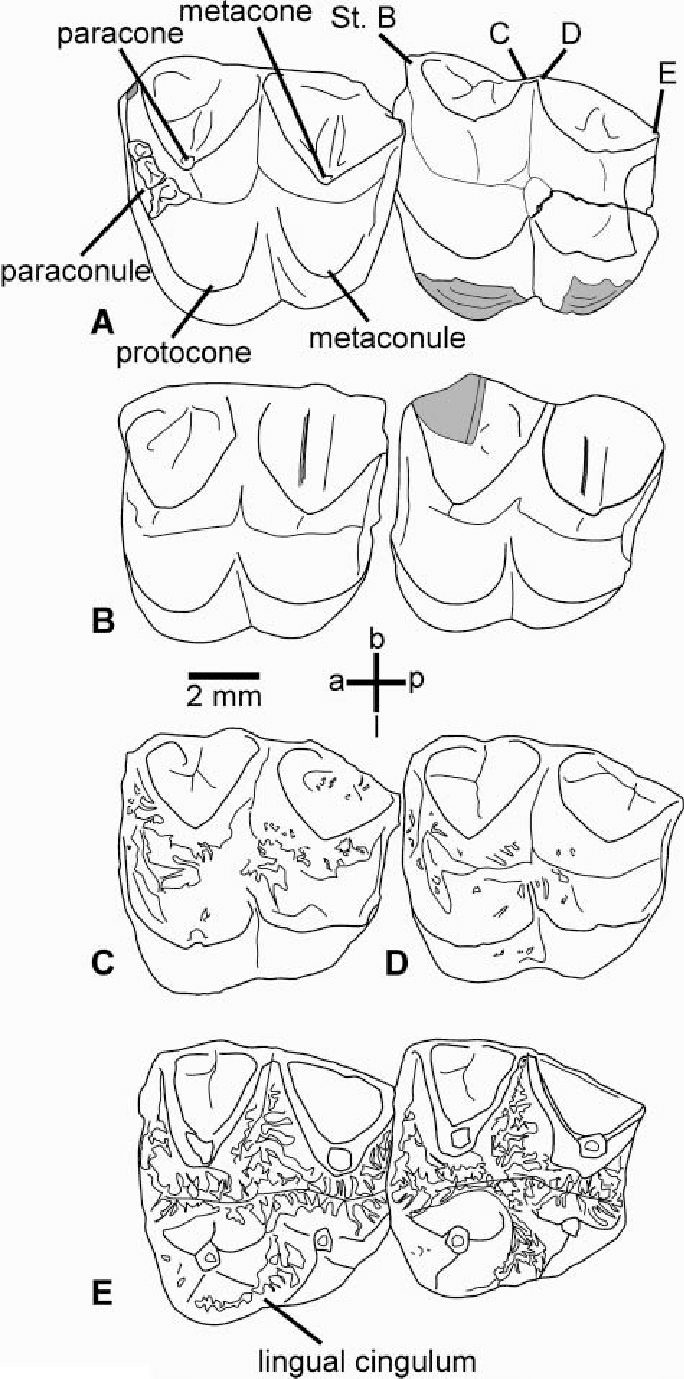 684x1379 Line Drawings Of Koala Upper Teeth - Koala Line Drawing