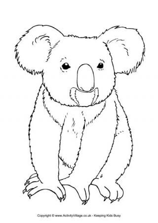320x452 Koala Colouring - Koala Outline Drawing