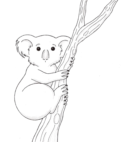 Koala Outline Drawing At Paintingvalley Com Explore Collection