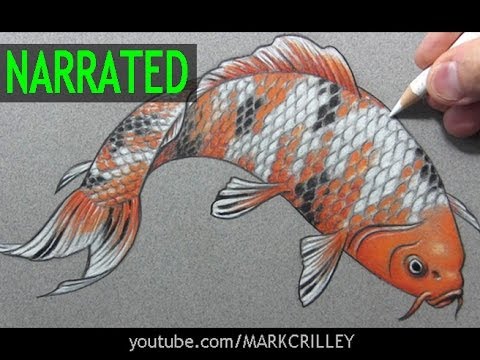 480x360 How To Draw A Fish - Koi Drawing