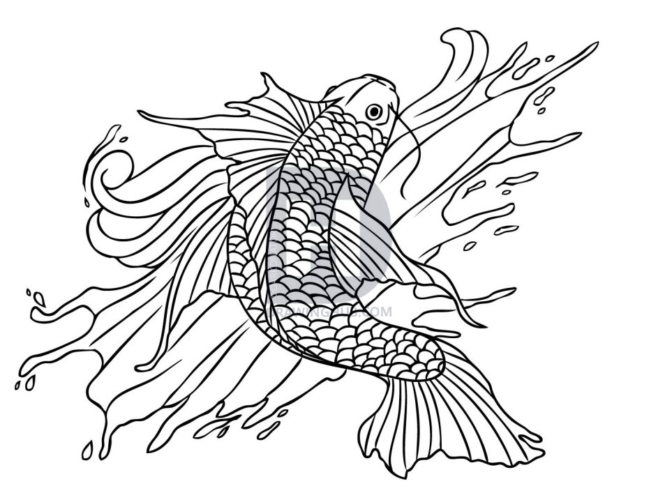 953x720 How To Draw A Koi Fish Tattoo, Step - Koi Drawing Tattoo