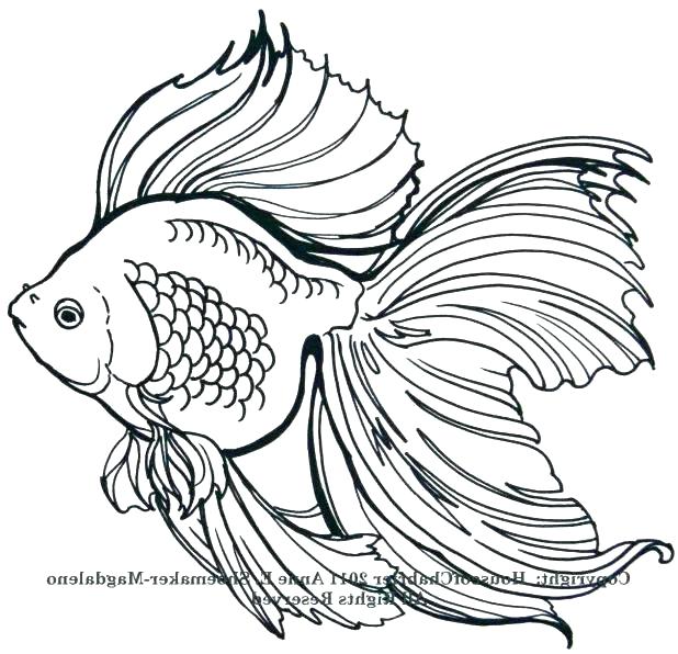 618x596 koi fish outline fish drawing outline fish outline download image - Koi Drawing Tattoo