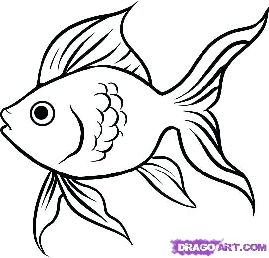 542x519 fish outline drawing simple fish outline template drawing easy - Koi Fish Drawing Outline