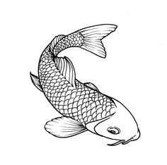 236x234 Koi Fish Drawing Outline - Koi Fish Drawing Outline